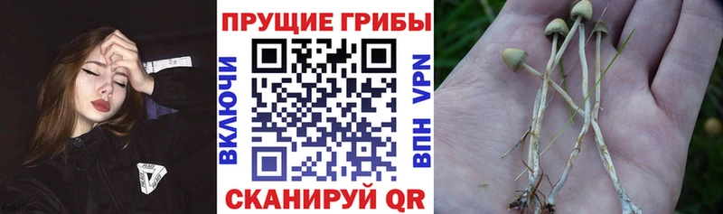 купить   Сортавала  Галлюциногенные грибы Psilocybe 